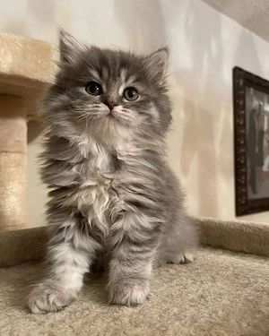 Maine Coon 