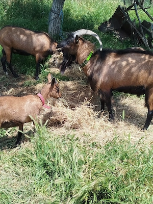 Vand doi tapi de rasa