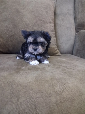 yorkshire terrier talie mică 