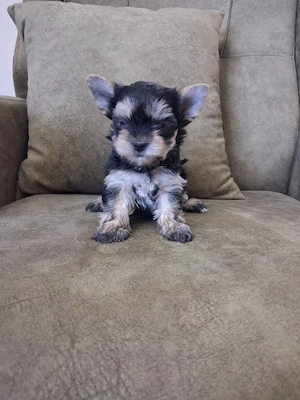 yorkshire terrier talie mică 