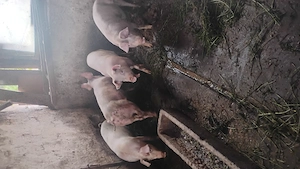 Vând 4 porci 80 -100 kg