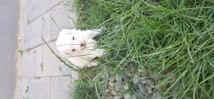 Ofertă! Puiuți Maltipoo.  Asigur transport  - imagine 3