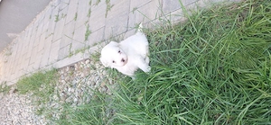 Ofertă! Puiuți Maltipoo.  Asigur transport  - imagine 4