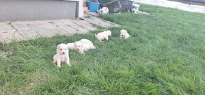Ofertă! Puiuți Maltipoo.  Asigur transport  - imagine 2