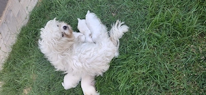 Ofertă! Puiuți Maltipoo.  Asigur transport 