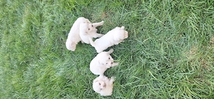 Ofertă! Puiuți Maltipoo.  Asigur transport  - imagine 5