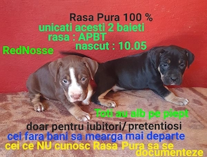 puiuti unicati din aceasta rasa deosebita 