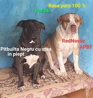 puiuti unicati din aceasta rasa deosebita  - imagine 4