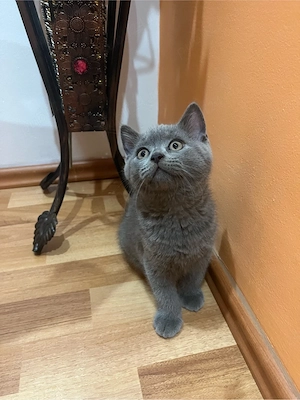 pui british shorthair