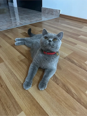 pui british shorthair