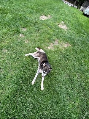 Vând Husky Siberian - imagine 5