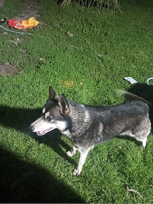 Vând Husky Siberian - imagine 4