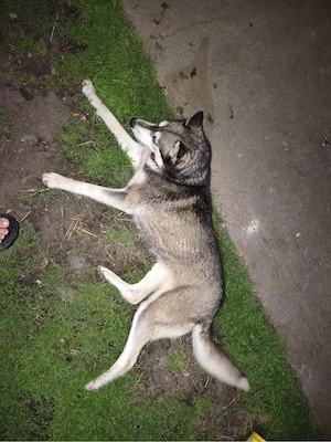 Vând Husky Siberian - imagine 3