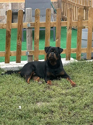 vand mascul rottweiler - imagine 3