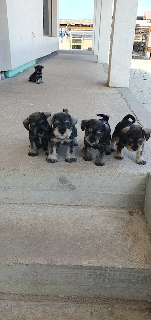 Vând căței rasă Schnauzer pitic  - imagine 2
