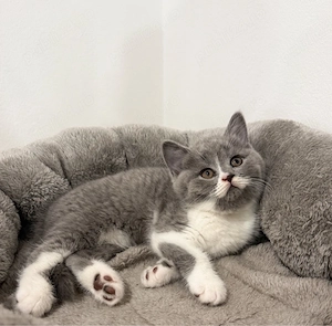 Pui british shorthair bicolor - imagine 2