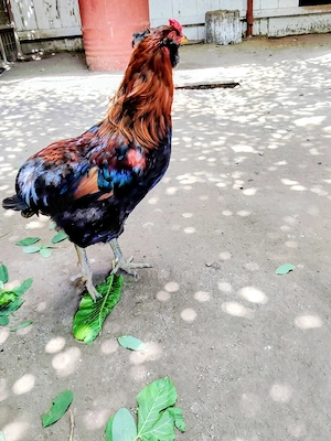 Cocoș Araucana 