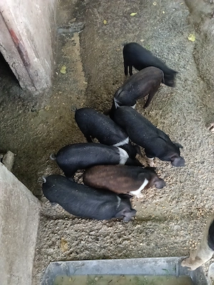 Porci Bazna cu Duroc