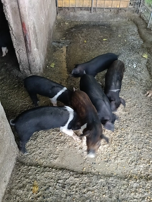 Porci Bazna cu Duroc - imagine 2
