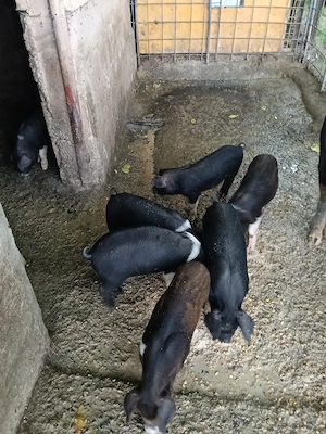 Porci Bazna cu Duroc - imagine 5