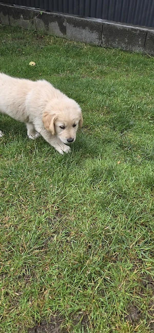 Pui golden retriever  - imagine 3