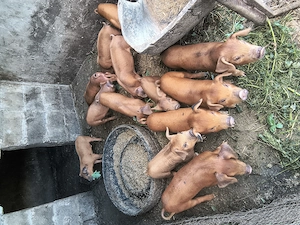 Purcei de vânzare, per bucată 