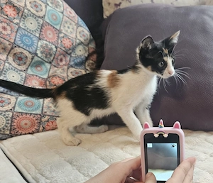 Ofer pisicuta spre adoptie - imagine 3