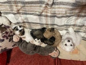 5 puiuți își caută familie iubitoare !  - imagine 2
