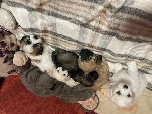 5 puiuți caută familie iubitoare ! 