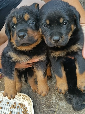 cățeluși rottweiler  - imagine 2