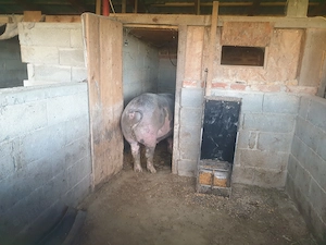 Porc petrean aproximativ 250. 280 kg pret 10 lei kg - imagine 4