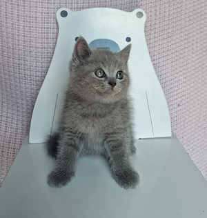 Pui British Shorthair Blue