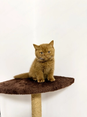 British Shorthair Cinnamon  - imagine 3