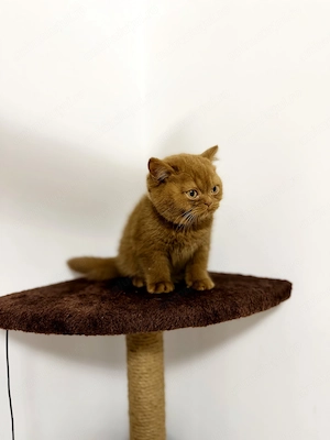 British Shorthair Cinnamon  - imagine 2