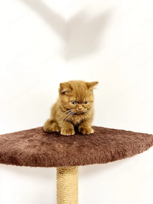 British Shorthair Cinnamon  - imagine 5