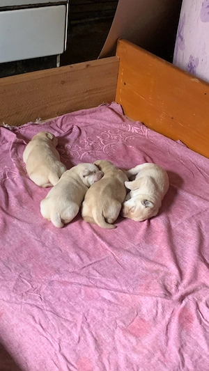 Pui labrador retriever, culoare AURIU 