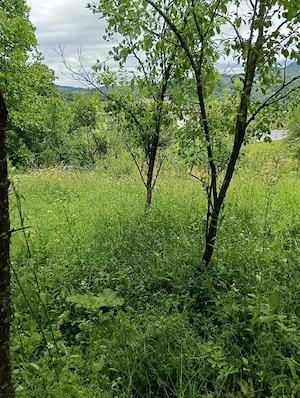 Vând urgent un teren intravilan1500 metri pătrați situat an comuna Păușești măglaș 