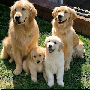 Pui golden retriever culoare gold auriu  - imagine 2