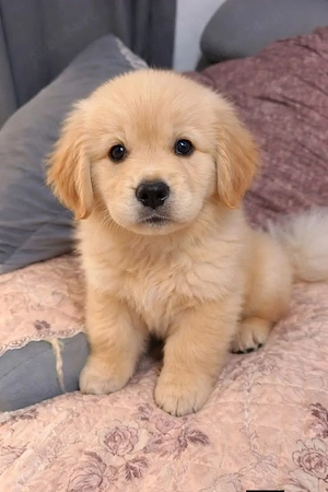 Pui golden retriever culoare gold auriu  - imagine 3