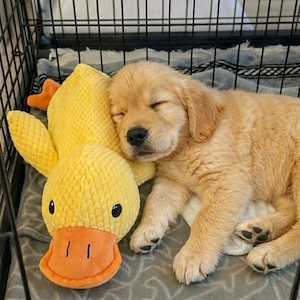 Pui golden retriever culoare gold auriu  - imagine 4