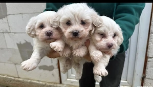 Catei Bichon Maltez