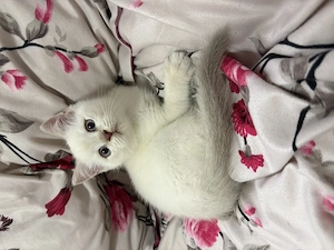 British shorthair - imagine 4