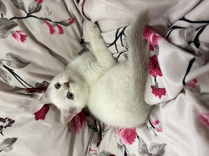 British shorthair - imagine 5