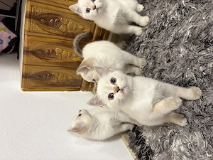 British shorthair - imagine 2