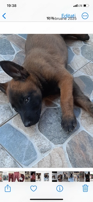 Vand puiut Ciobanesc belgian malinois baietel