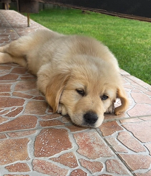 Pui golden retriever 