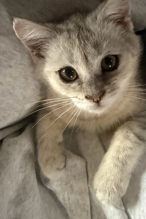 Pisica British Shorthair Silver - imagine 2