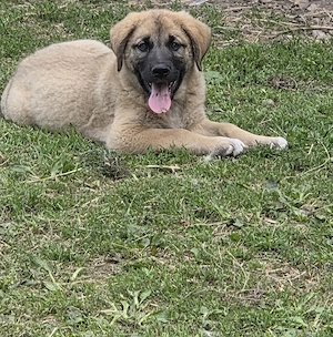 Două cățele (2 luni) Golden Retriever x Ciobănesc Caucazian metis - imagine 2