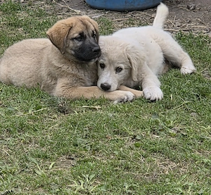 Două cățele (2 luni) Golden Retriever x Ciobănesc Caucazian metis - imagine 3