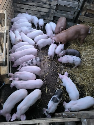 Porci de vânzare 